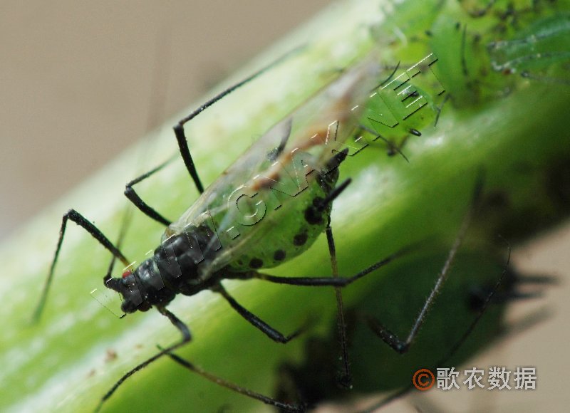  p>昆虫名,为同翅目,蚜科.分布在北京,吉林,辽宁,内蒙古,宁夏,台湾等.