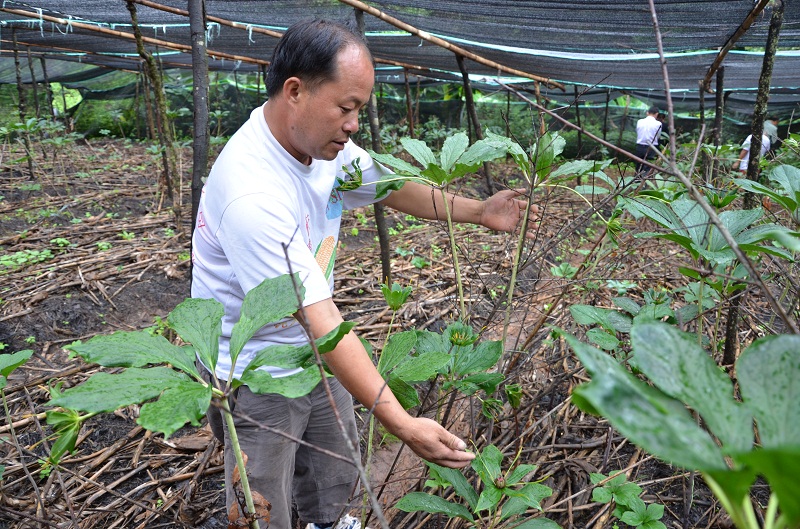 重楼怎么种植(重楼怎么种植管理?