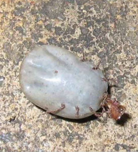 haemaphysalis iongicornis