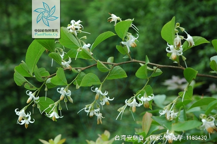  p>台湾安息香( a href="#" data-lemmaid="8074290">学名 /a>:styrax