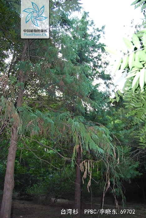  p>台湾杉(学名: i>taiwania cryptomerioides /i>)又称台湾杉,台湾爷
