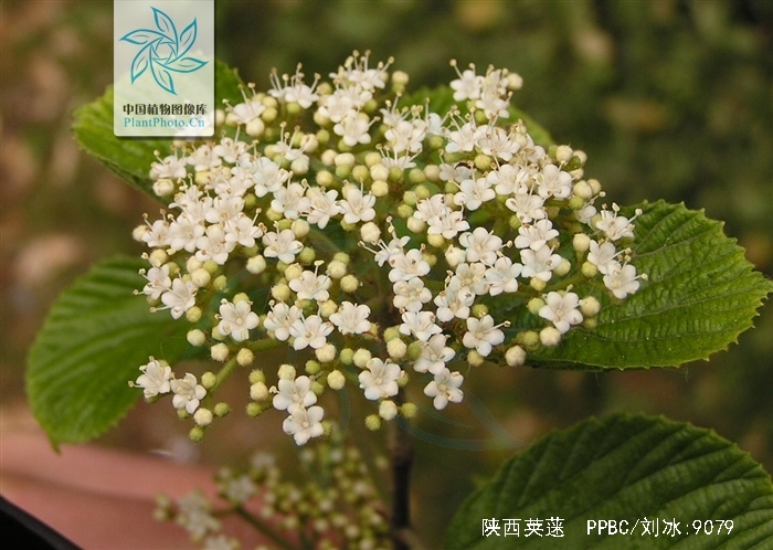 viburnum schensianum maxim.