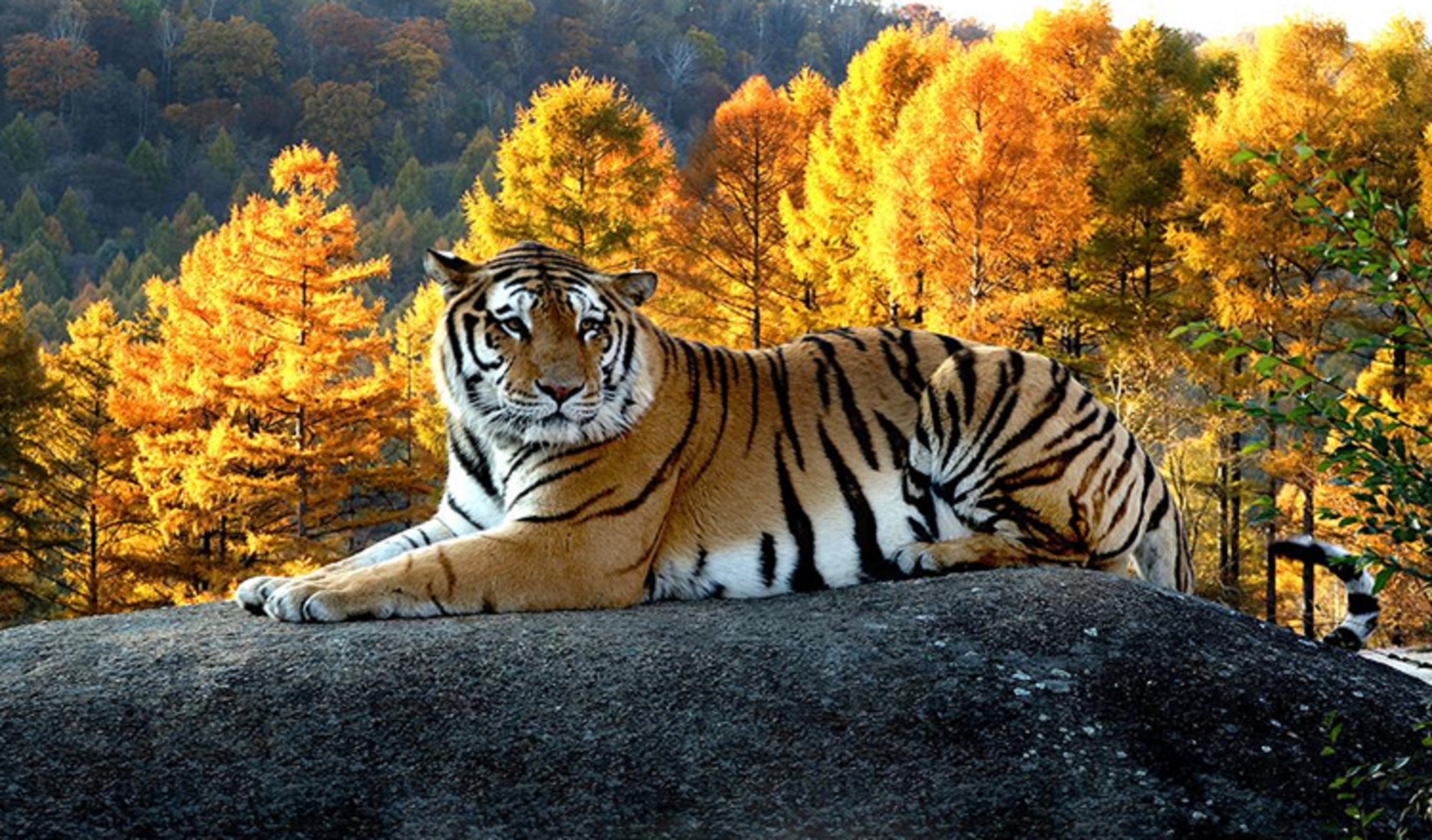  p>东北虎林园位于黑龙江省哈尔滨市松北区松花江北岸