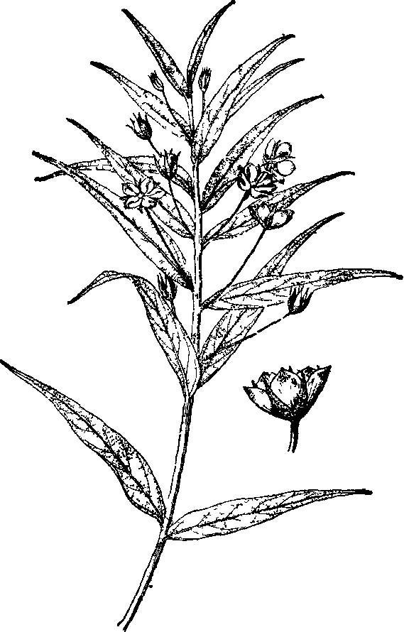 lysimachia fukienensis hand.-mazz.