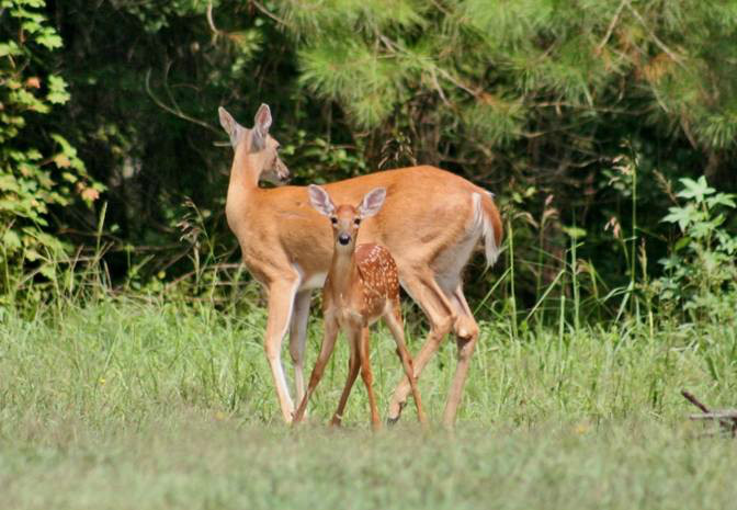 odocoileus virginianus acapulcensi