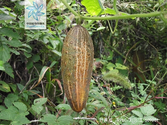  p>野黄瓜,中药名.