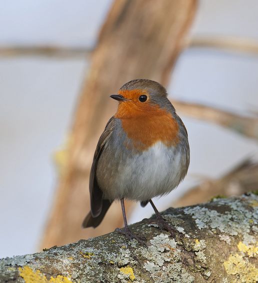  p>欧亚鸲(学名: i>erithacus rubecula /i>)共有8个亚种,俗称 a