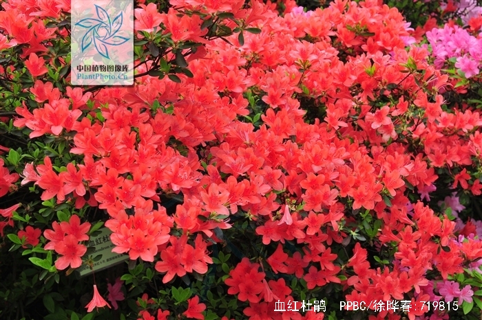  p>血红杜鹃(学名: i>rhododendron sanguineum /i> franch.
