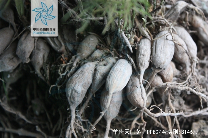  p>羊齿天门冬 i>(学名:asparagus filicinus  /i>ham. ex d.