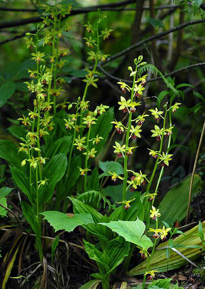  p>三棱虾脊兰(学名: i>calanthe tricarinata /i>  lindl.