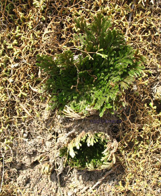  p>垫状卷柏(学名: i>selaginella pulvinata /i>  (hook.