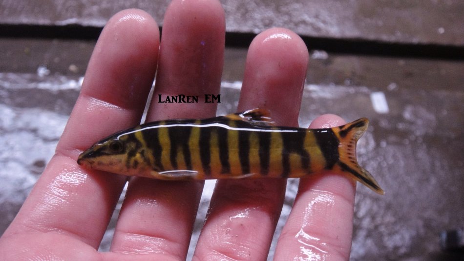  p>壮体沙鳅, i>botia robusta  /i>(wu, 1939), a href="#">鳅科 /a>