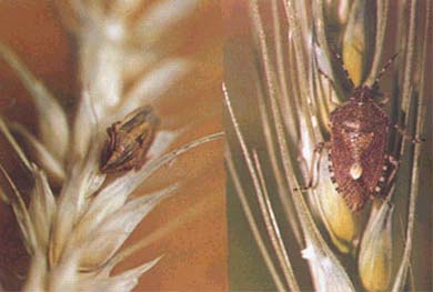  p>昆虫名,属半翅目,蝽科.