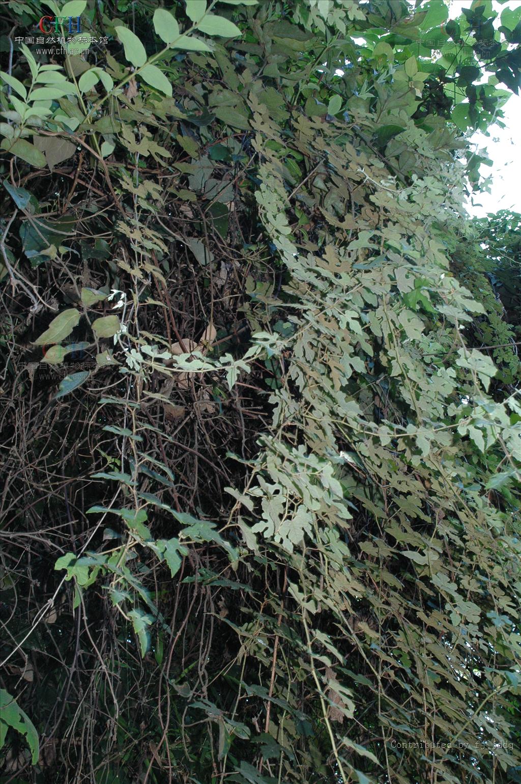 ">蘡薁( i>vitis bryoniifolia /i> bunge),葡萄科葡萄属落叶藤本植物