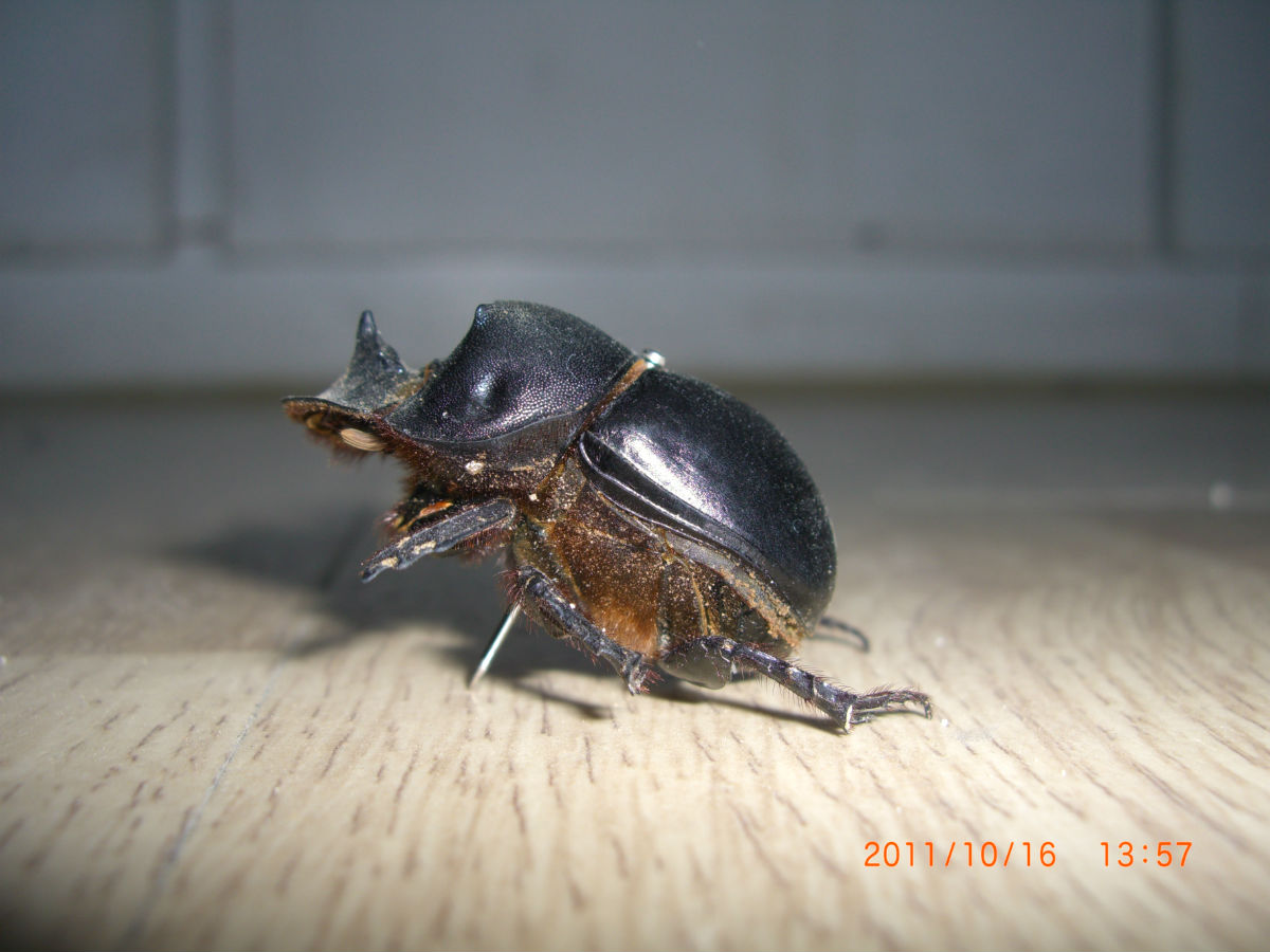  p>蜣,中国汉字,是一种昆虫,全身黑色,吃粪,尿或动物的尸体,俗称"