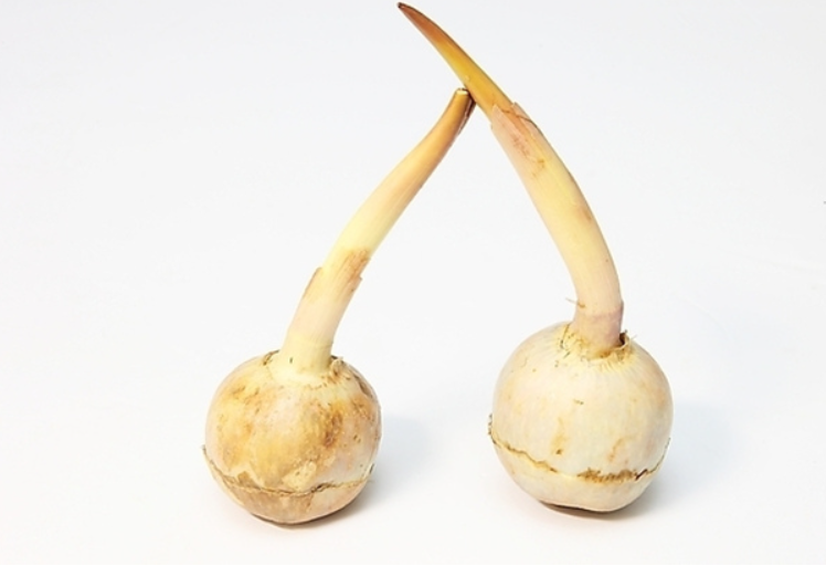 慈菇：慈菇心慈功效不手软_百科TA说