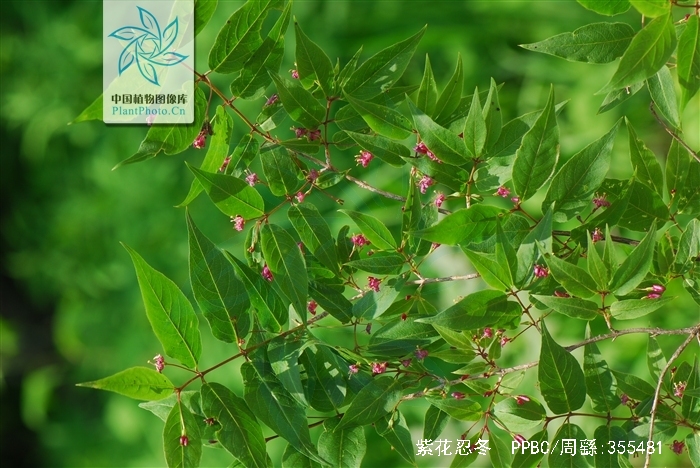 lonicera maximowiczii