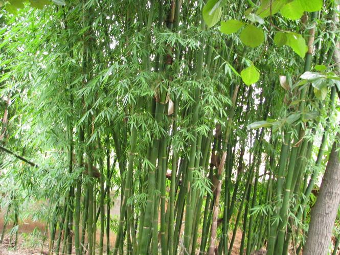  p>龙竹(学名: i>dendrocalamus giganteus /i> munro.
