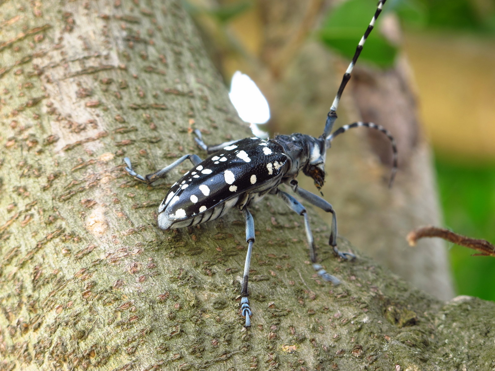  p>星天牛( i>anoplophora chinensis  /i>(forste