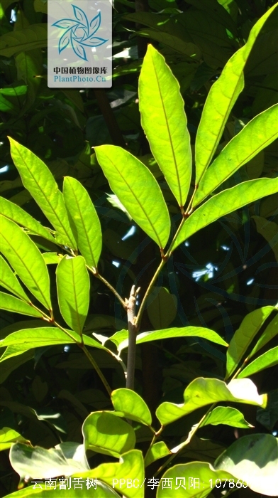  p>云南割舌树属于 a href="#" data-lemmaid="3551137">蔷薇亚纲 /a>