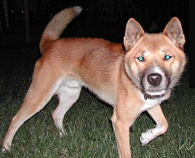 canis lupus hallstromi