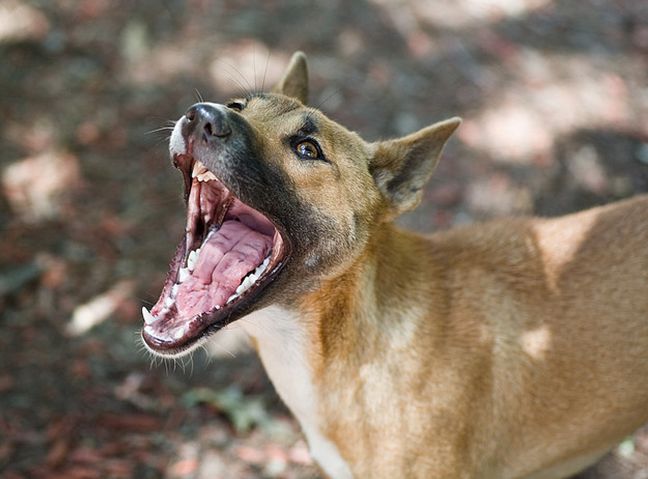 canis lupus hallstromi
