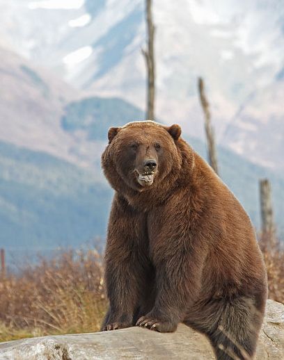  p>北美灰熊(学名: i>ursus arctos horribilis /i>):是哺乳纲,熊科的
