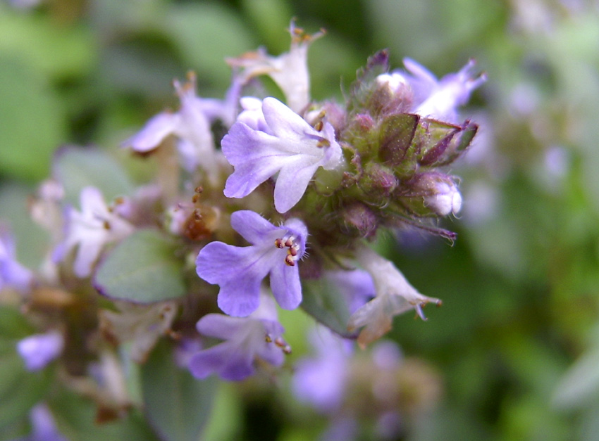  p>夏枯草(学名: i>prunella vulgaris  /i>l),别名:麦穗夏枯草,铁线