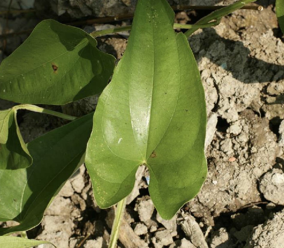  p>参薯( i>dioscorea alata /i> l.)是薯蓣科薯蓣属植物.