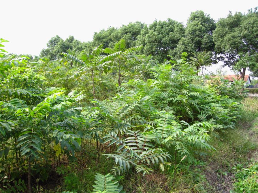 hill),漆树科南酸枣属 a target="_blank" href="/item/落叶乔木