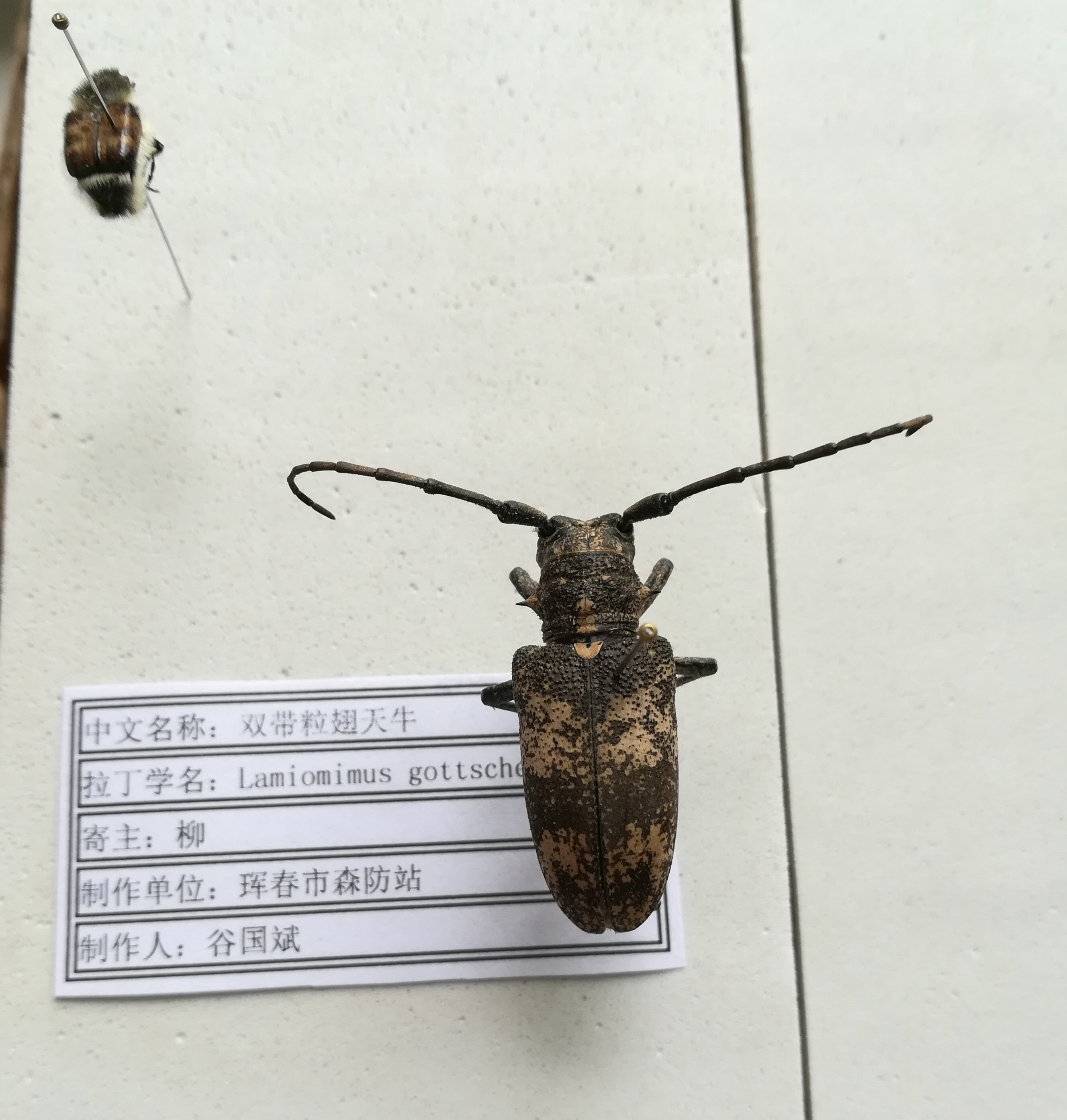 双带粒翅天牛