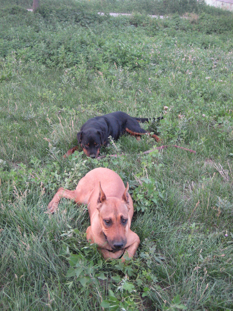  p>豹犬由黑色 a href="#" data-lemmaid="8205699">大丹 /a>犬,黑色