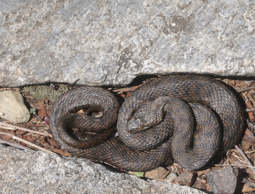 p>水游蛇( i>natrix natrix /i> linnaeus)是游蛇科,水游蛇属的无毒蛇