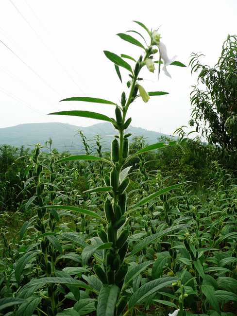  p>黑芝麻( i>semen sesami nigrum /i>)是胡麻科胡麻属植物.