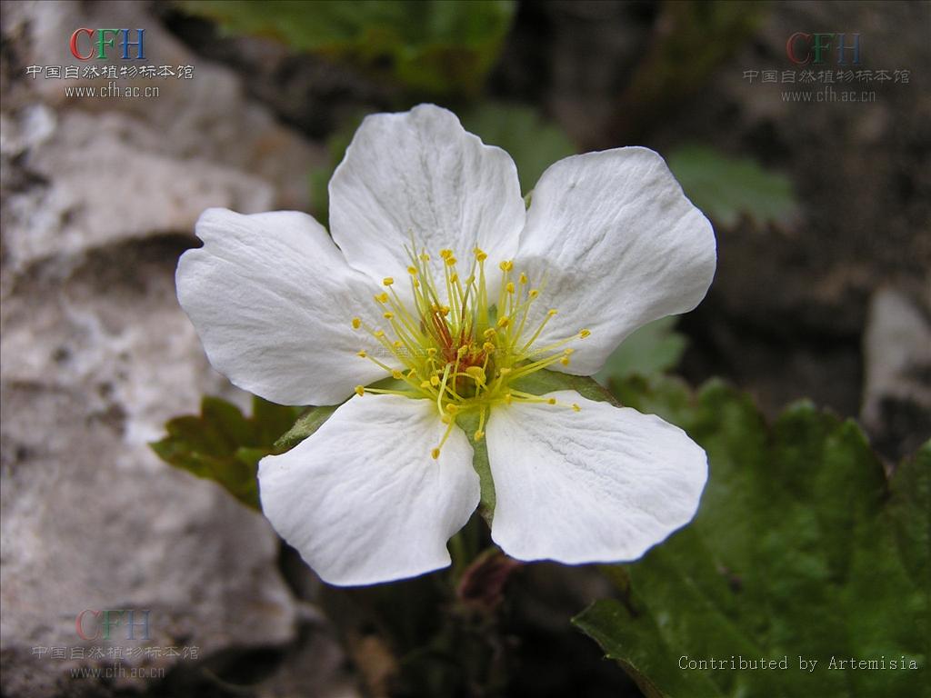 taihangia rupestris var. ciliata