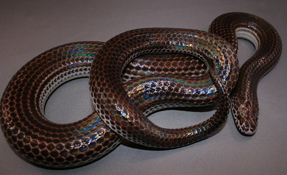  p>海南闪鳞蛇( i>xenopeltis hainanensis /i>&nbsp;hu and zhao