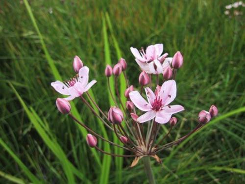 amischotolype hookeri