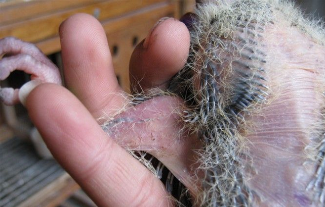  p data-id="gnx6ac3gsk">鸽消瘦症是被霉菌感染引起的,由于饲料,饮水