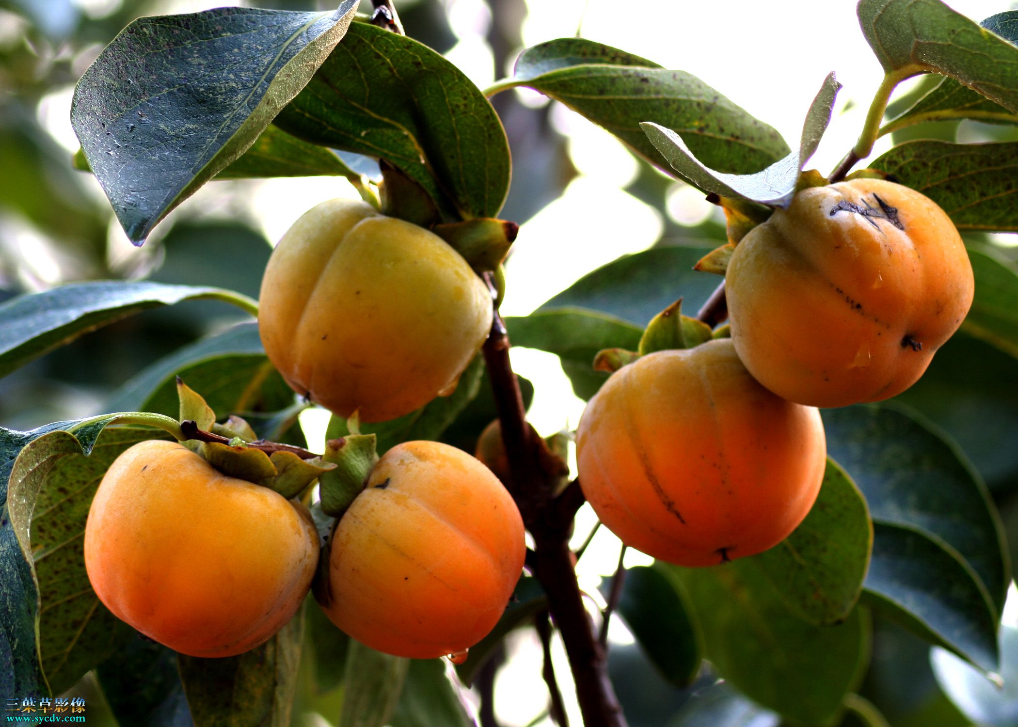  p>柿子是柿树科柿属植物,原产地在中国,栽培已有一千多年的历史.