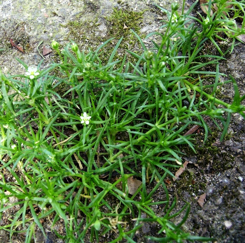 根叶漆姑草,别名:大瓜槌草,拉丁文名:sagina maxima a. gray