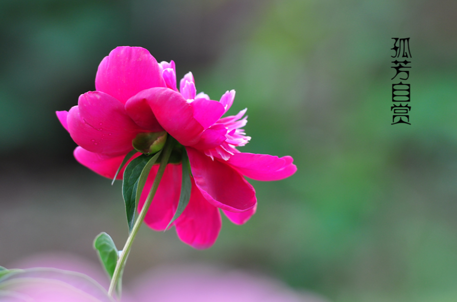 孤芳自赏