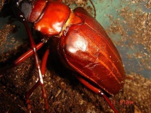  p>菊天牛 a target="_blank" href="/item/生活史/570007" data