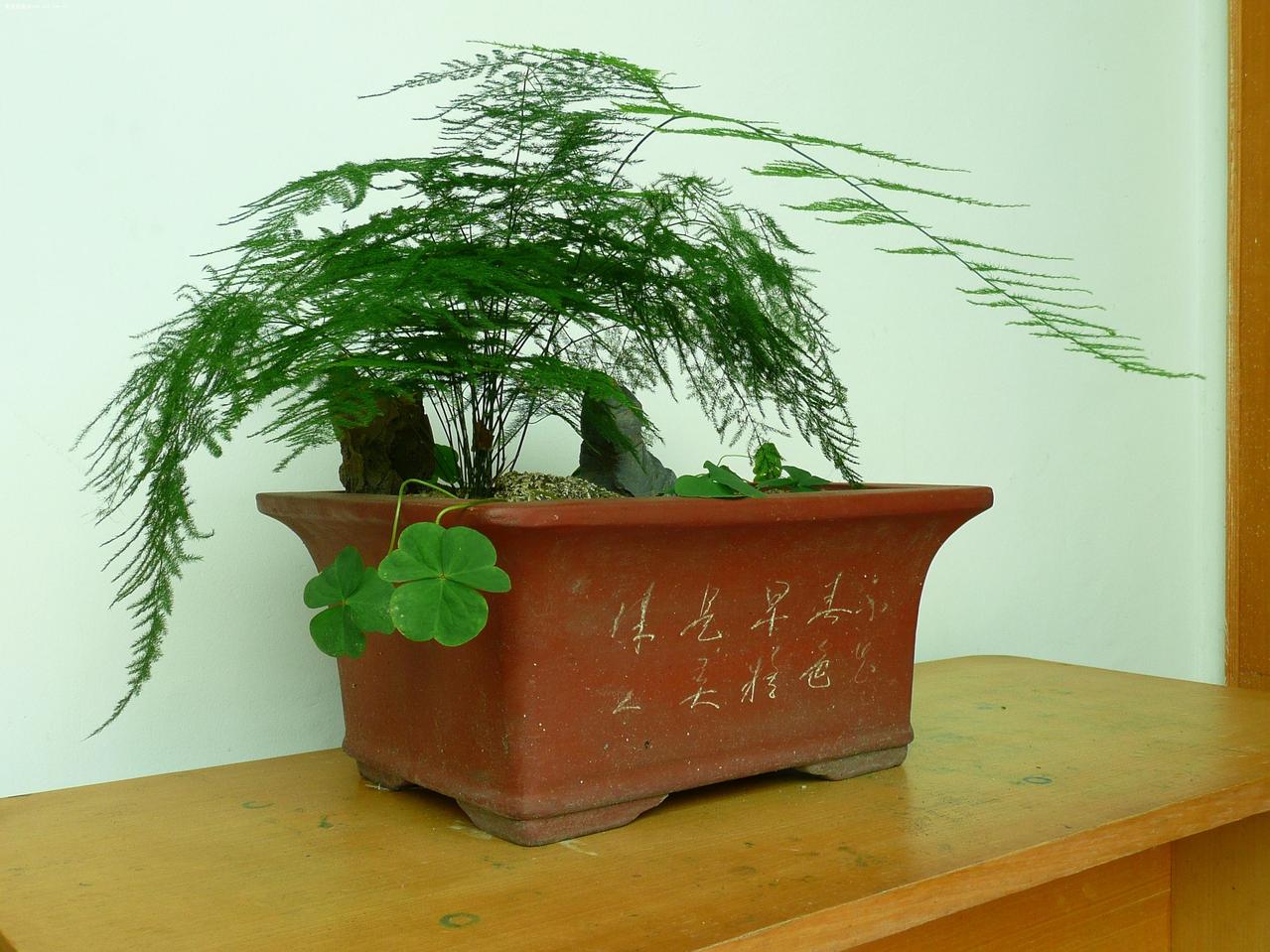 云竹(云竹水库简介)