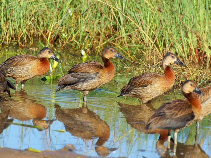  p>茶色树鸭(学名: i>dendrocygna bicolor /i>)为雁形目鸭科的 a