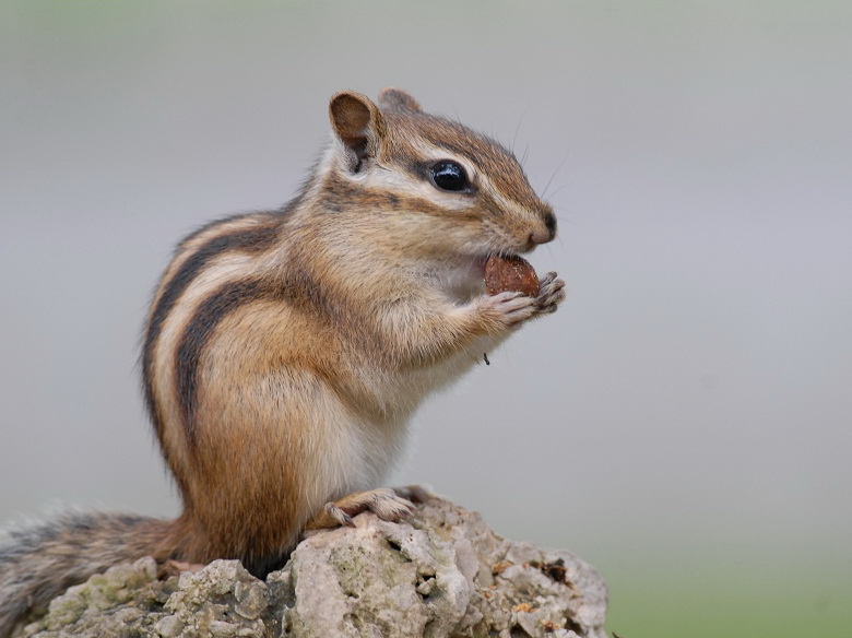  p>啮齿目,rodentia,是 a target="_blank" href="/item/哺乳纲