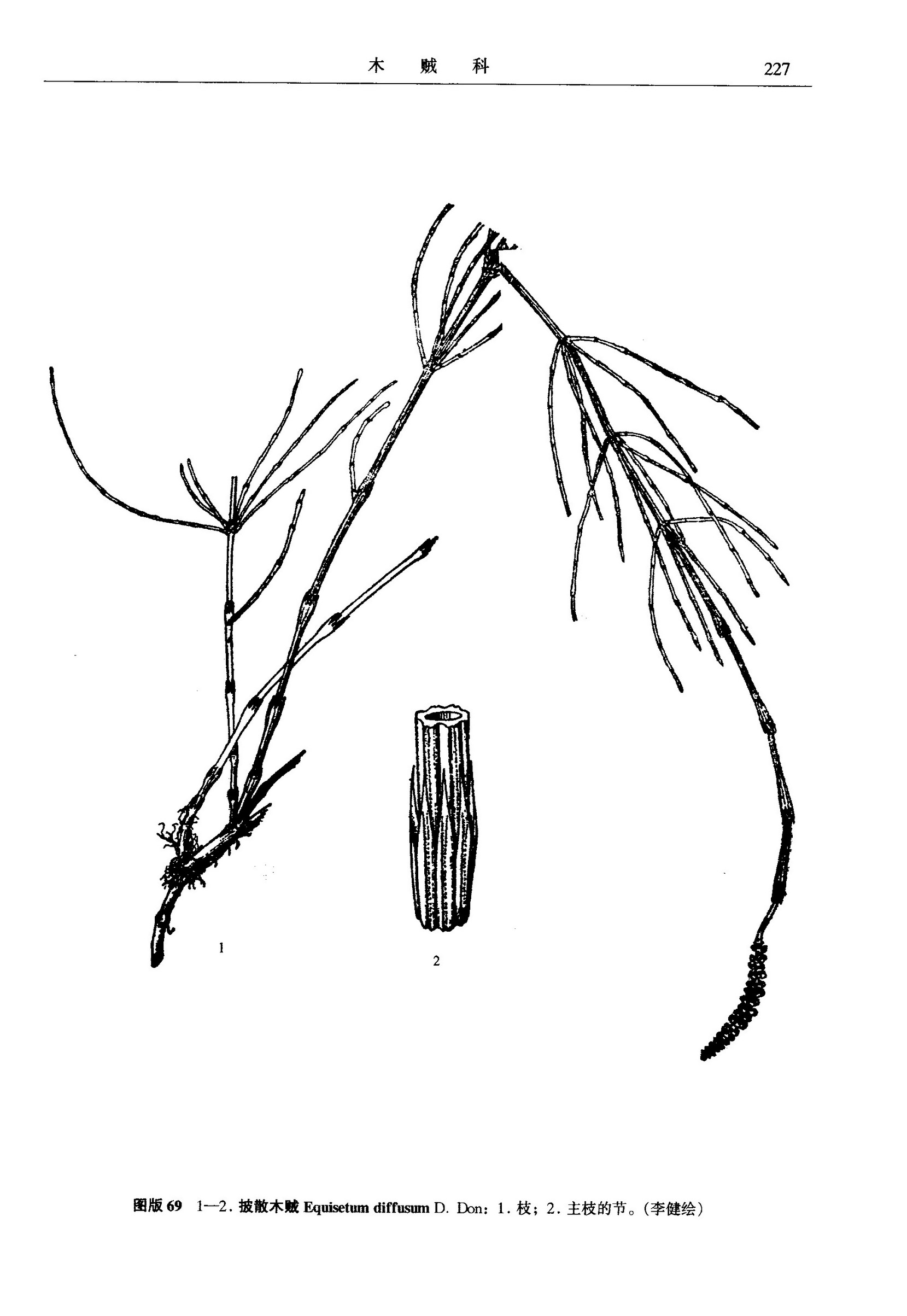  p>披散木贼(学名: i>equisetum diffusum /i> d.