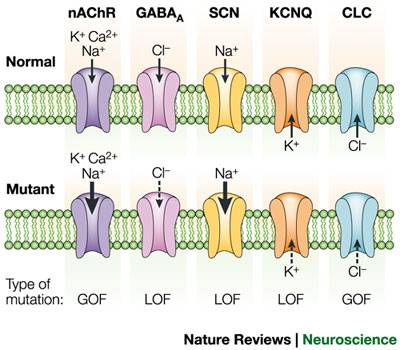 CHRNA4_百度百科