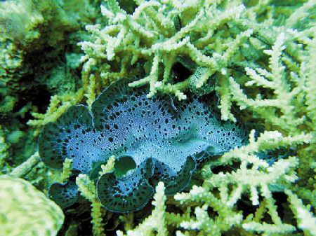 the republic of kiribati