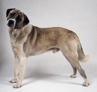 anatolian shepherd