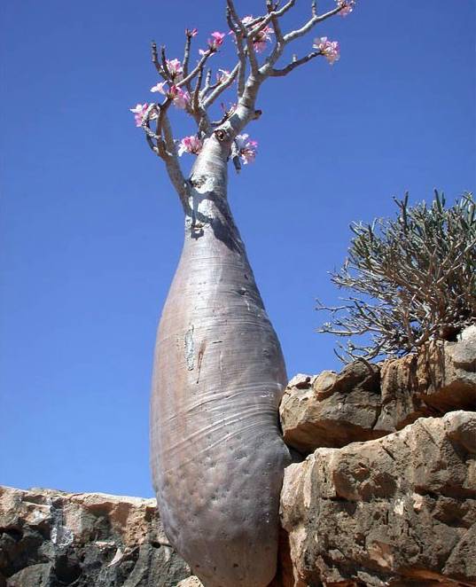 岛(英语:socotra;阿拉伯语:          ;名字来自梵语,意为"极乐岛")